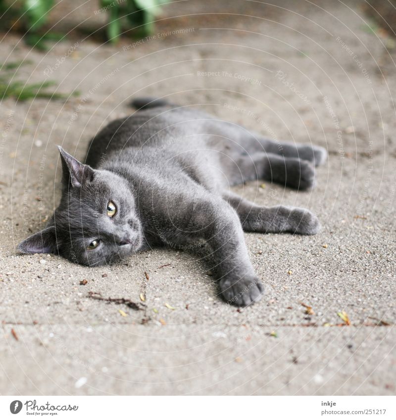 kann man denn nichtmal fünf Minuten in Ruhe rumliegen...? Haustier Katze Tiergesicht Hauskatze 1 Denken Erholung Blick grau Gefühle Stimmung Müdigkeit Unlust