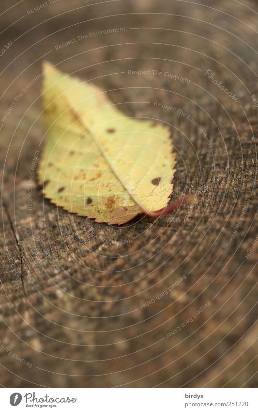 Blattschuß Herbst liegen authentisch natürlich braun gelb Natur Wandel & Veränderung Jahresringe Jahreszeiten 1 Holz Herbstfärbung Kirschbaumblatt Herbstlaub