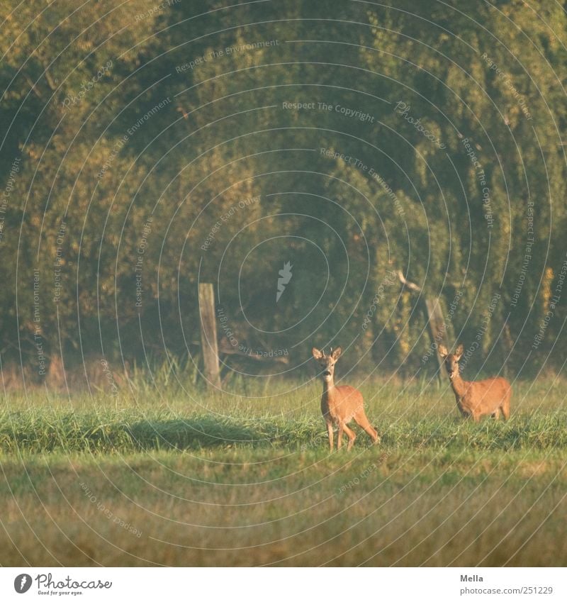 800 - Rehdylle Umwelt Natur Tier Wiese Wald Wildtier 2 Tierpaar Blick stehen frei schön natürlich Neugier grün Freiheit Farbfoto Außenaufnahme Menschenleer