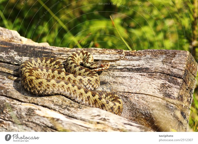 schöner männlicher Gemeiner Otter, der sich sonnt Mann Erwachsene Natur Tier Wildtier Schlange natürlich wild grau Angst gefährlich Ottern Vipera berus Natter