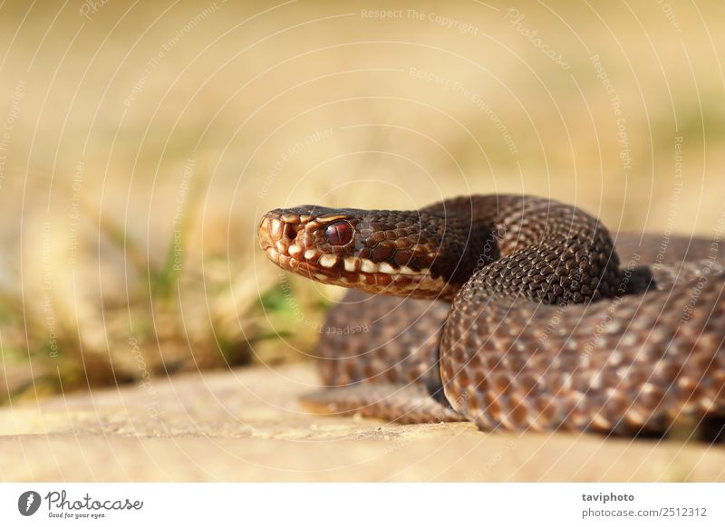 braune Vipera berus aus nächster Nähe schön Frau Erwachsene Natur Tier Wildtier Schlange wild grau Angst gefährlich Natter Ottern furchterregend Tierwelt