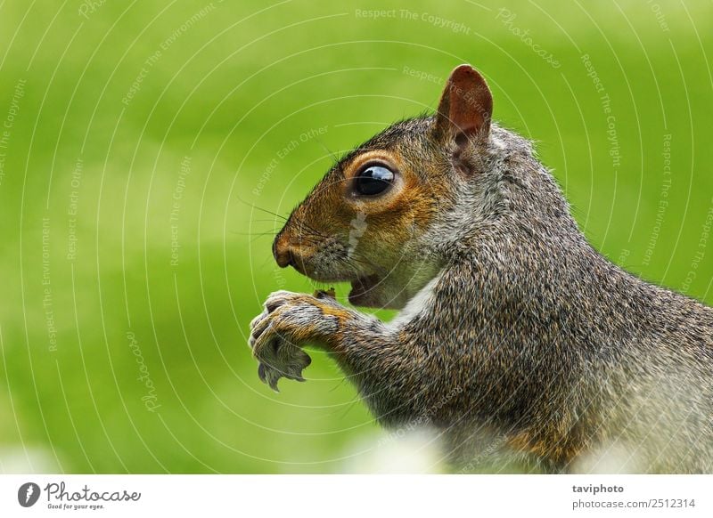 Nahaufnahme des hungrigen grauen Eichhörnchens Essen Garten Natur Tier Park Pelzmantel Wildtier füttern klein lustig natürlich niedlich wild braun grün