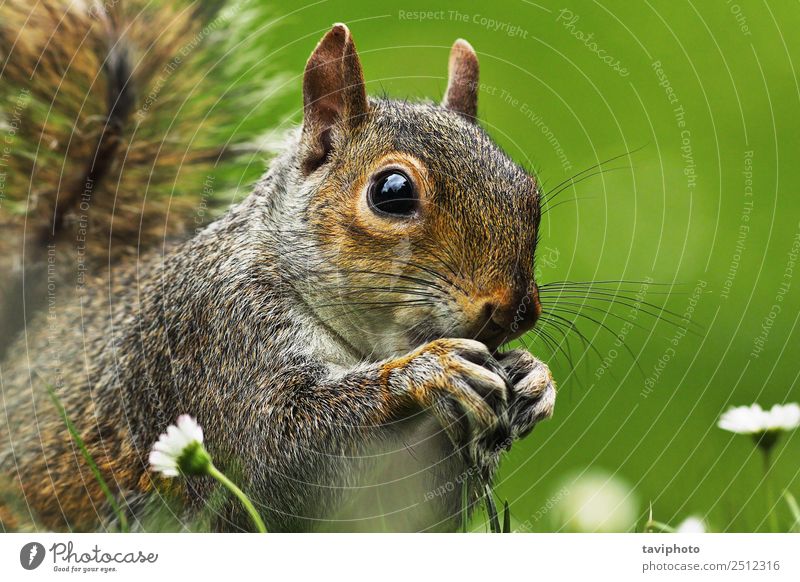 Nahaufnahme der Grauhörnchenfläche Essen Gesicht Sommer Garten Natur Tier Park Pelzmantel füttern sitzen klein lustig natürlich niedlich wild braun grau