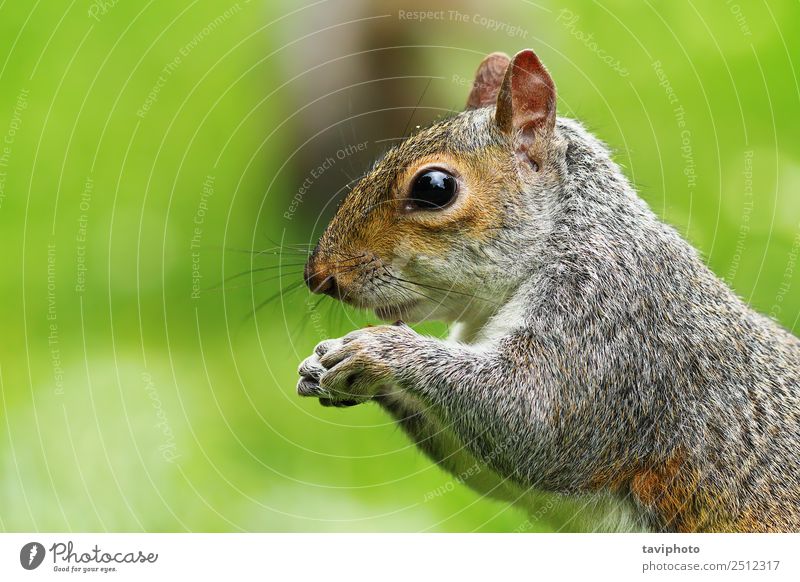 Nahaufnahme des hungrigen Grauhörnchens Essen schön Natur Tier Park Wald Pelzmantel Wildtier füttern Freundlichkeit klein lustig natürlich niedlich wild braun