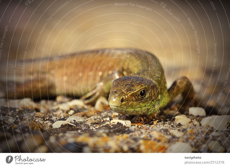 Nahaufnahme der jungen grünen Eidechse schön Haut Gesicht Jugendliche Natur Tier klein natürlich niedlich wild blau braun Farbe lacerta Viridis Lizard Kopf