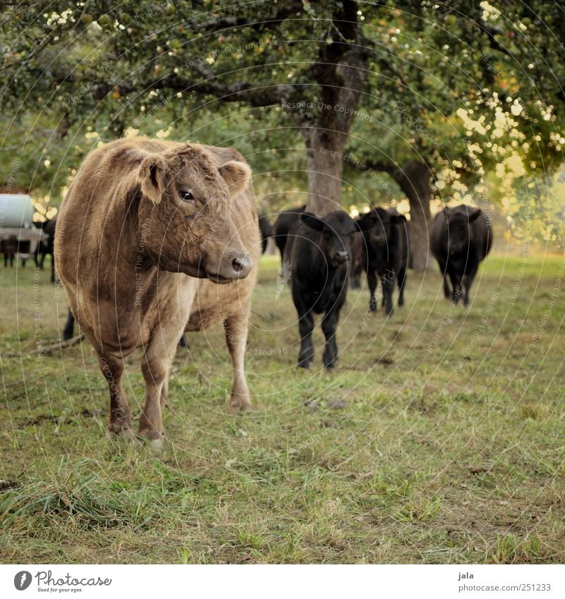 CHAMANSÜLZ | kurz vor der kaffeepause Umwelt Natur Landschaft Pflanze Tier Baum Gras Grünpflanze Wiese Kuh Tiergruppe Herde natürlich braun grün schwarz