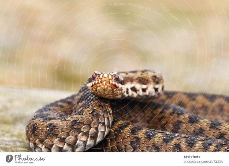 weibliche Kreuzotter mit Blick auf die Kamera schön Haut Frau Erwachsene Natur Tier Schlange natürlich wild braun gefährlich Ottern Reptil Tierwelt giftig