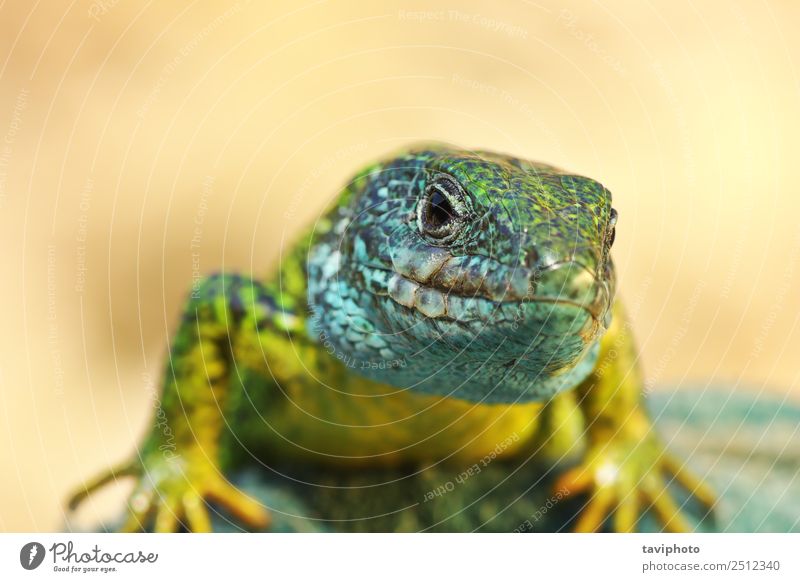 Vorderansicht von Lacerta viridis männlich schön Haut Mann Erwachsene Umwelt Natur Tier Felsen klein natürlich niedlich wild blau grün türkis Farbe Tierwelt