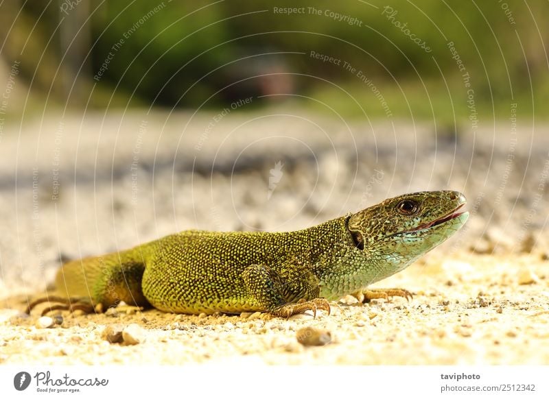 in voller Länge Lacerta viridis männlich schön Haut Mann Erwachsene Umwelt Natur Tier klein natürlich niedlich wild blau grün türkis Farbe lacerta Viridis