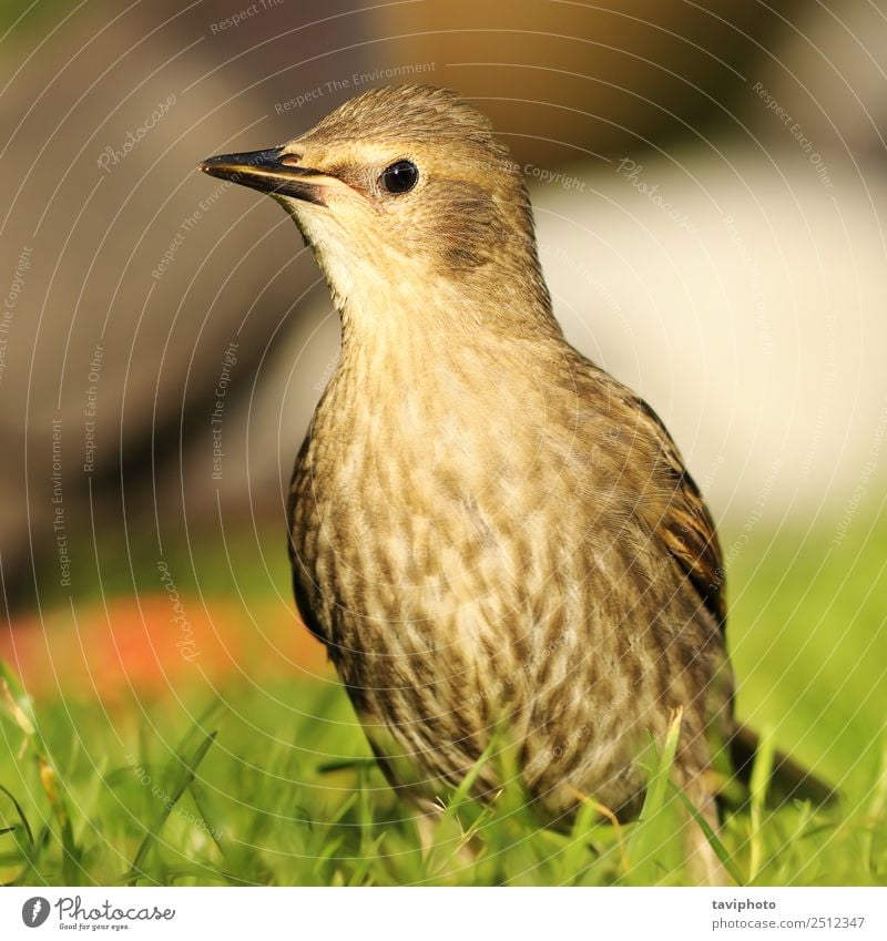 jugendlicher Star auf dem Rasen schön Leben Sommer Garten Jugendliche Umwelt Natur Landschaft Tier Vogel natürlich niedlich wild braun grün Farbe Tierwelt