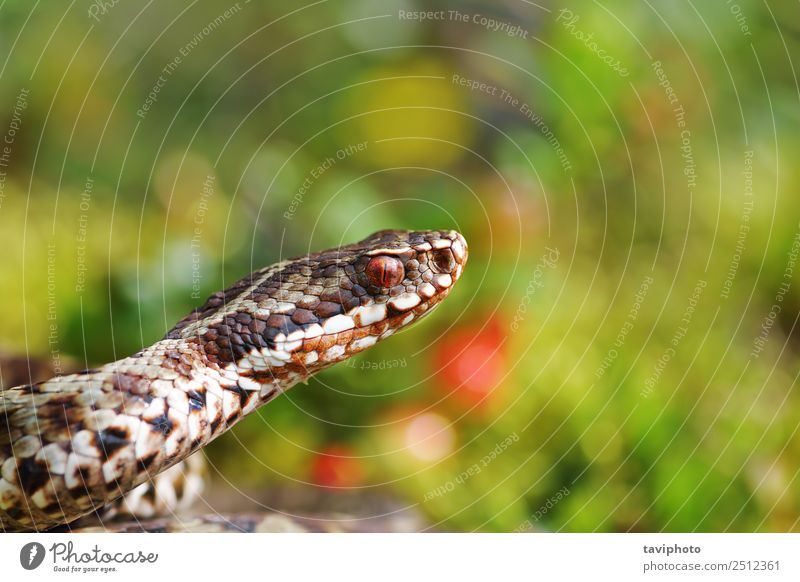 Porträt eines schönen Ottermännchens Natur Tier Wildtier Schlange natürlich wild braun grau Angst gefährlich giftig Europäer Tierwelt Reptil Ottern Vipera