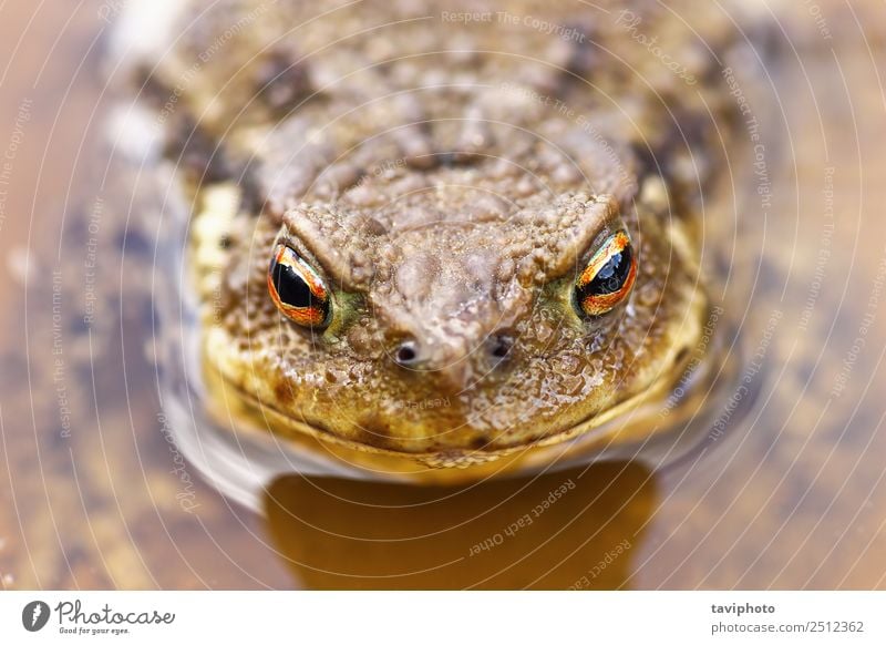 Porträt einer gewöhnlichen Braunkröte im Wasser schön Haut Umwelt Natur Tier Teich See klein natürlich wild braun grün Farbe Amphibie Unke Tierwelt Bufo