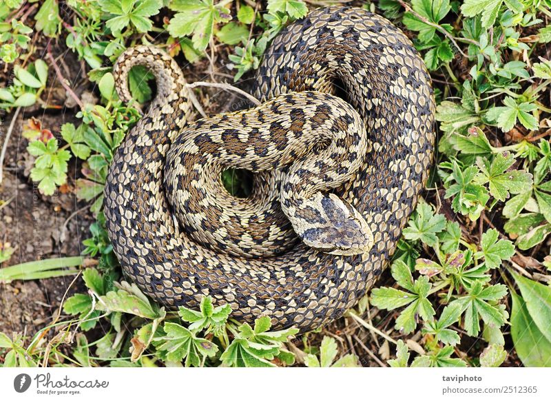 seltene Wiesenotter im natürlichen Lebensraum schön Frau Erwachsene Umwelt Natur Tier Schlange wild braun Angst gefährlich Vipera ursinii Rakkosiensis Ottern