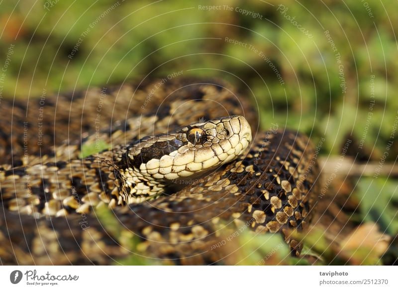 seltene Wiesenotter in natürlichem Lebensraum schön Frau Erwachsene Natur Schlange wild braun Angst gefährlich Vipera ursinii Rakkosiensis Ottern Natter knapp