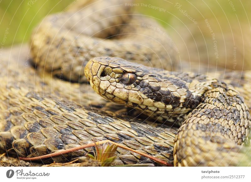 die seltene Wiesenotter, Nahaufnahme schön Frau Erwachsene Natur Tier Schlange klein wild braun Angst gefährlich Vipera ursinii Rakkosiensis giftig Europäer