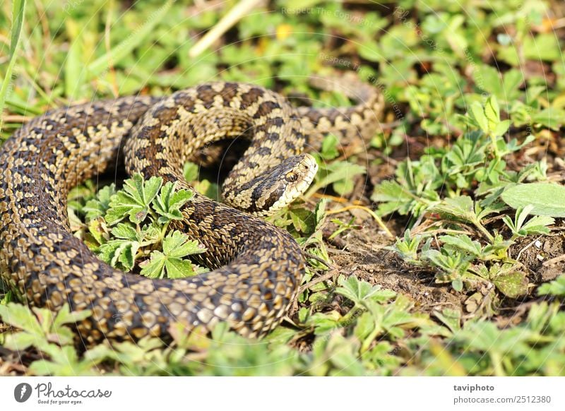 Vipera ursinii rakosiensis in situ schön Natur Tier Gras Wiese Schlange wild braun Angst gefährlich Rakkosiensis Ottern Natter selten Reptil reptilisch