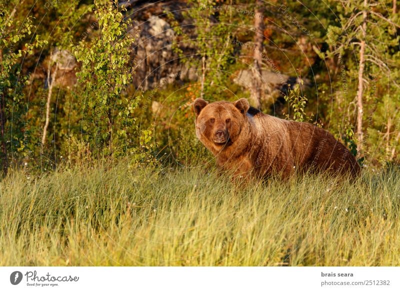 Braunbär Biologe Jäger Umwelt Natur Tier Erde Gras Wald Finnland Wildtier Bär 1 natürlich wild braun Tierliebe Angst Umweltschutz Tiere Tierwelt Akkordata