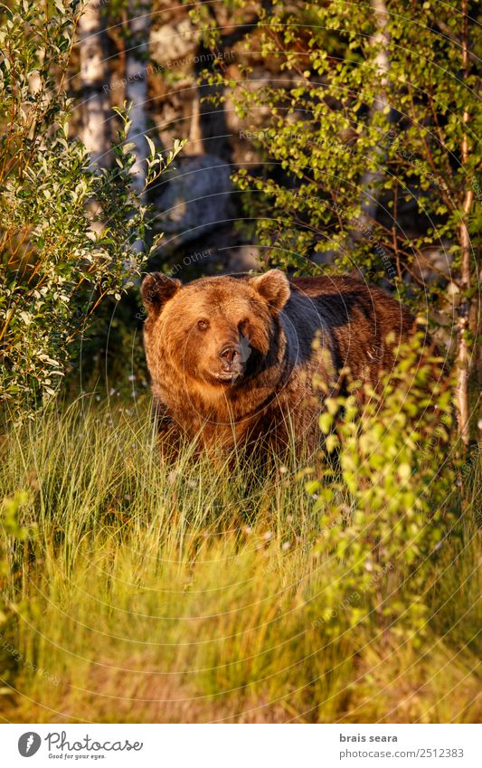 Braunbär Abenteuer Biologie Biologe Jäger Umwelt Natur Tier Erde Wald Wildtier Bär 1 wild Tierliebe Todesangst Umweltschutz Tiere Tierwelt Akkordata Wirbeltier