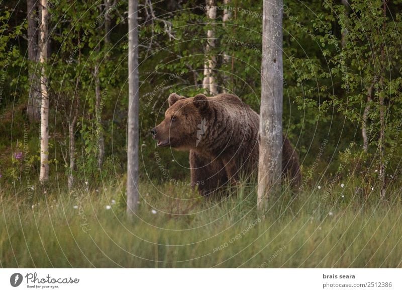 Braunbär Abenteuer Naturwissenschaft Biologe Jäger Umwelt Tier Erde Baum Wald Naturschutzgebiet Finnland Wildtier Bär 1 wild braun Tierliebe Umweltschutz Tiere