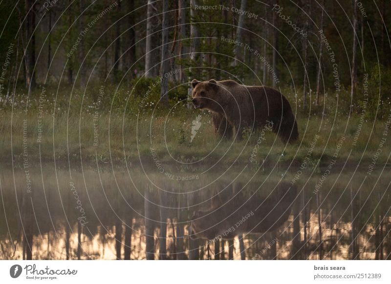 Braunbär Abenteuer Safari Expedition Naturwissenschaft Jäger Biologe Umwelt Landschaft Tier Wasser Erde Nebel Wald See Naturschutzgebiet Finnland Wildtier Bär 1