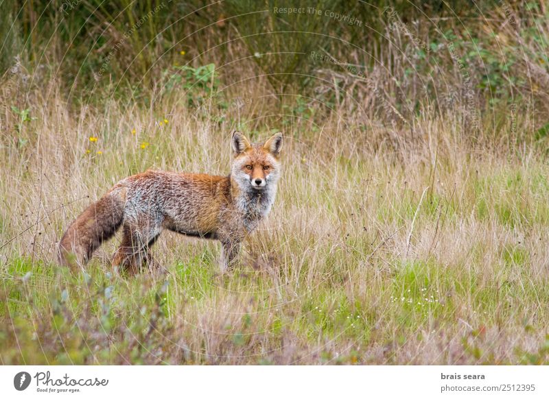 Rotfuchs Wissenschaften Biologie Jäger Erwachsene Umwelt Natur Tier Erde Gras Feld Wildtier Fuchs 1 rot Tierliebe Schamlippen Tiere Tierwelt Wirbeltier