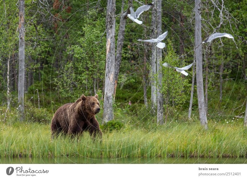 Braunbär Abenteuer Wissenschaften Biologie Umwelt Natur Tier Wasser Erde Baum Wald See Finnland Wildtier Vogel Bär Möwe 1 Tiergruppe Tierliebe Tiere Tierwelt