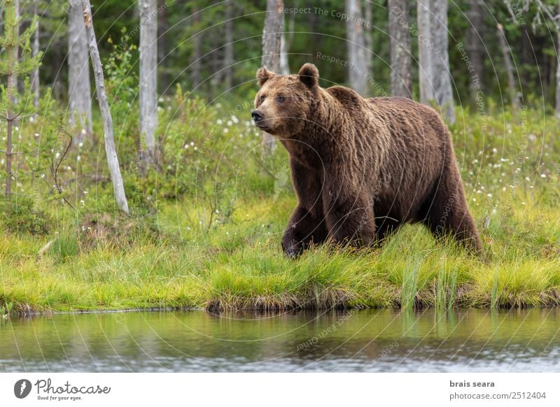 Braunbär Abenteuer Wissenschaften Umwelt Natur Tier Wasser Erde Baum Wald See Finnland Europa Wildtier Bär 1 wild Tierliebe Interesse Umweltschutz Tiere