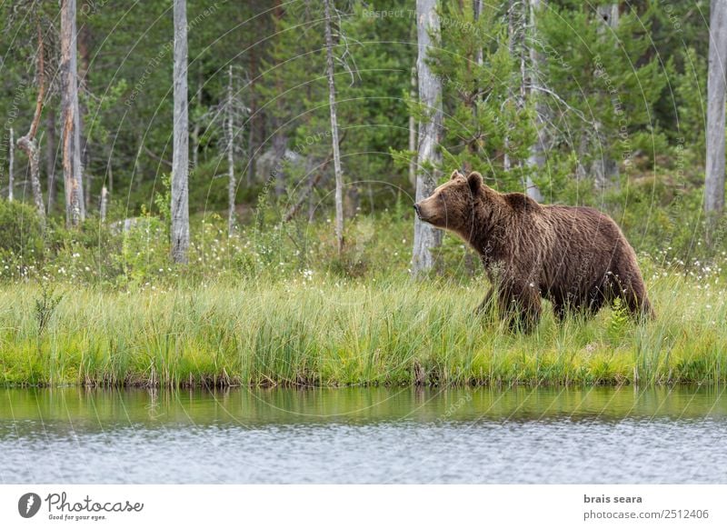 Braunbär Abenteuer Wissenschaften Umwelt Natur Landschaft Tier Wasser Erde Baum Wald See Finnland Wildtier Bär 1 gigantisch wild Tierliebe Umweltschutz Tiere