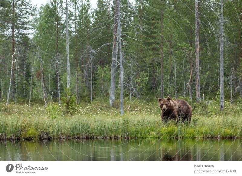 Braunbär Abenteuer Wissenschaften Umwelt Natur Landschaft Tier Wasser Erde Baum Wald Finnland Wildtier Bär 1 Blick wild braun Tierliebe Umweltschutz Tiere