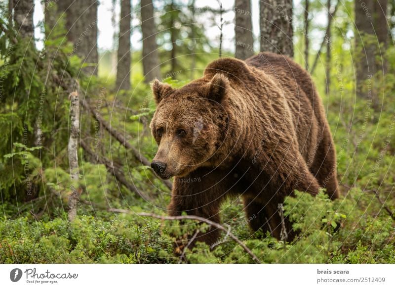 Braunbär Abenteuer Safari Wissenschaften Umwelt Natur Pflanze Tier Erde Baum Wald Finnland Wildtier Bär 1 frei schön natürlich wild braun Willensstärke