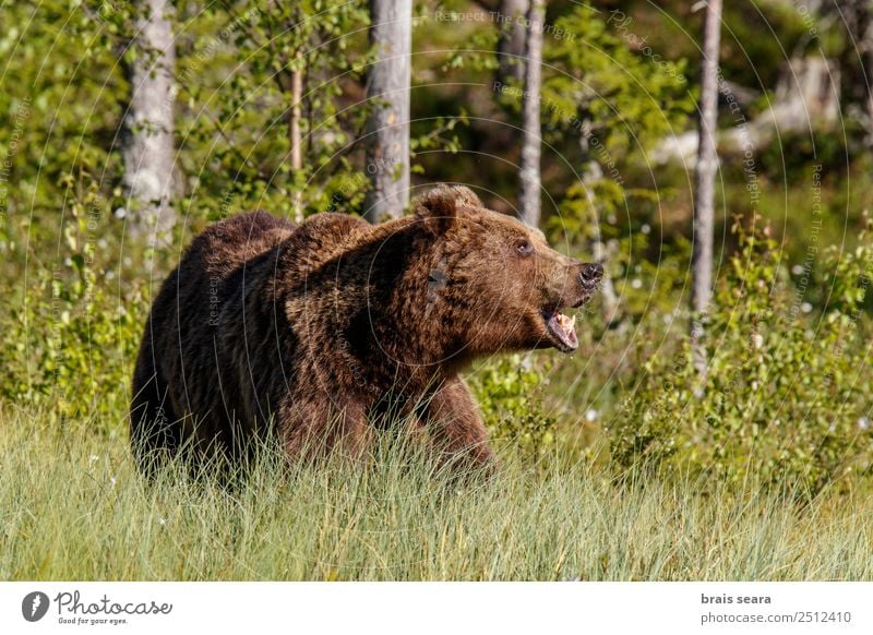 Braunbär Abenteuer Safari Wissenschaften Biologie Fotograf Jäger Umwelt Natur Tier Erde Wald Finnland Europa Wildtier Tiergesicht Bär 1 sprechen schreien