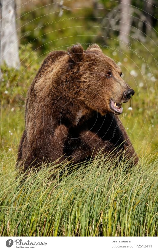 Braunbär Abenteuer Safari Wissenschaften Umwelt Natur Tier Erde Wald Wildtier Bär 1 füttern Aggression natürlich wild braun grün Tierliebe Angst Respekt