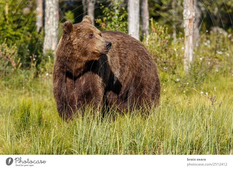 Braunbär Abenteuer Wissenschaften Umwelt Natur Tier Erde Baum Gras Wald Wildtier Bär 1 frei natürlich wild braun Tierliebe Umweltschutz Tiere Tierwelt Akkordata