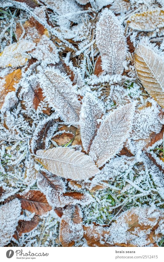 Frostbedeckte Blätter Abenteuer Winter Schnee Winterurlaub Wintersport Umwelt Natur Urelemente Erde Herbst Klima Wetter Eis Baum Blatt Wald kalt weiß gefroren