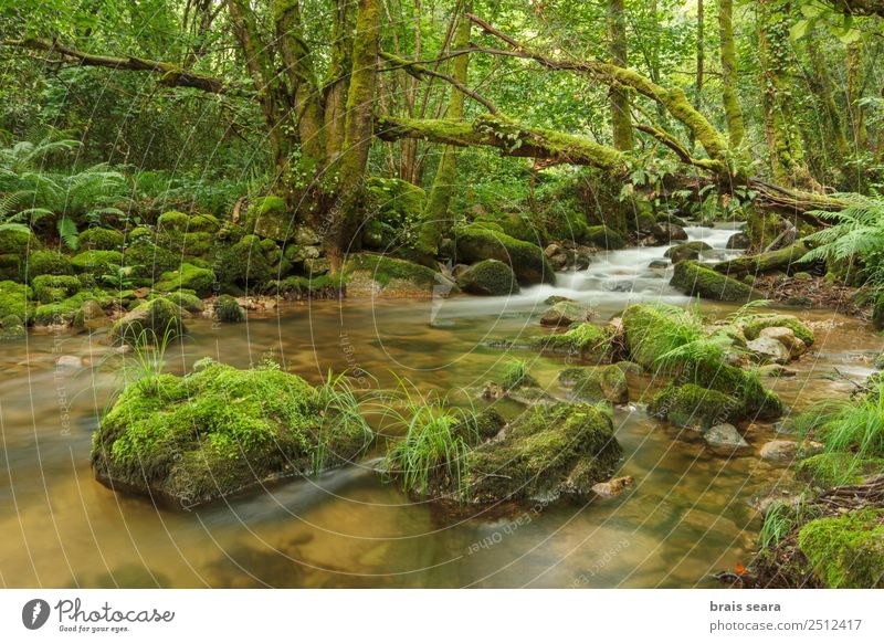 Fluss durch grünen Wald Ferien & Urlaub & Reisen Abenteuer Freiheit Expedition Berge u. Gebirge Wissenschaften Umwelt Natur Landschaft Pflanze Urelemente Wasser