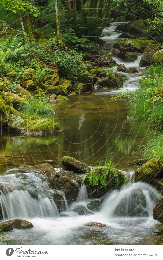 Fluss durch den Wald Wissenschaften Umwelt Natur Landschaft Pflanze Wasser Erde Frühling Klima Wetter Baum Moos Wasserfall nass natürlich wild grün Gelassenheit