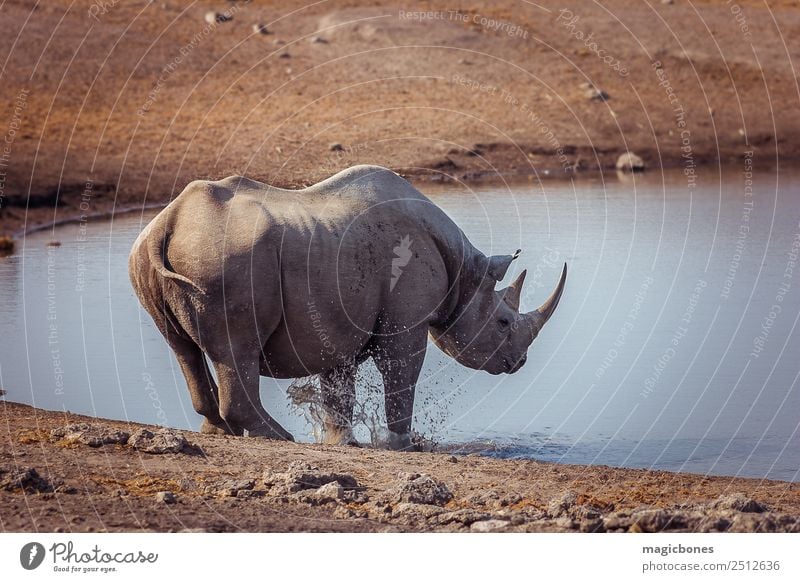 Spitzmaulnashorn, Namibia trinken Spielen Tourismus Safari Natur Landschaft Tier Park Wildtier 1 wild grau Nashorn gefährdet Wasserstelle Afrikanisch Tierwelt