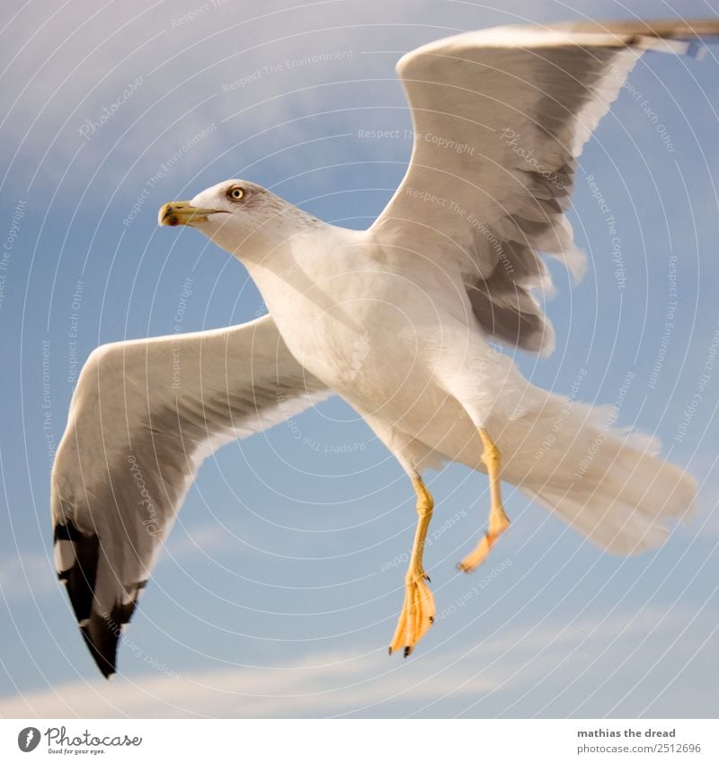 MÖWE Himmel Wolken Tier Vogel 1 fliegen schreien ästhetisch wild Flügel Feder Schnabel Landen gleiten weiß gelb Farbfoto Außenaufnahme Nahaufnahme Menschenleer