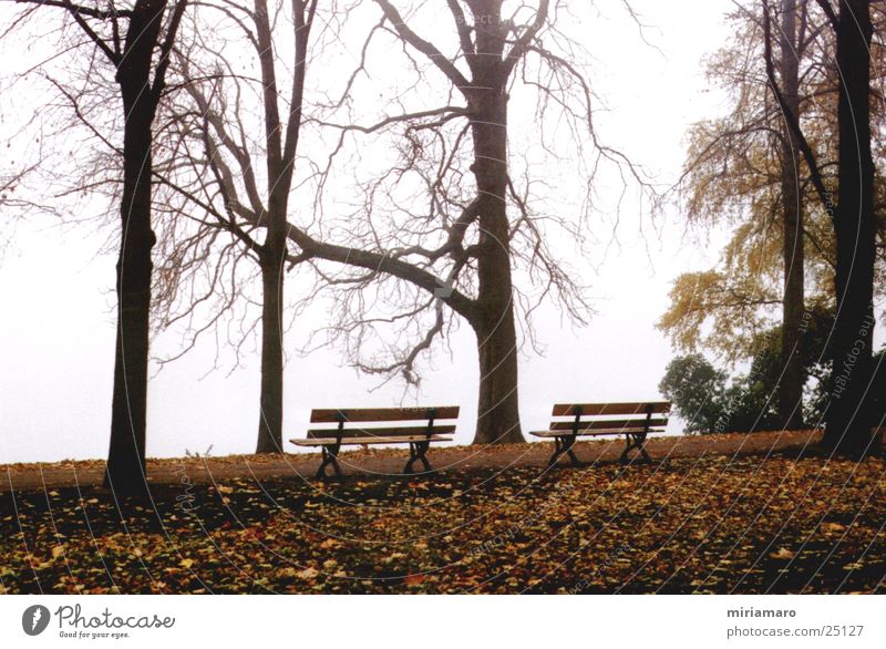 Der Blick in`s Nichts Park Nebel Baum Blatt Landschaft Bank