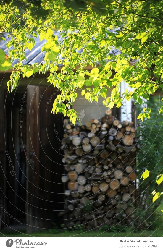 Gut vorgesorgt Natur Pflanze Schönes Wetter Baum Sträucher Blatt Garten Holz glänzend liegen leuchten nachhaltig Warmherzigkeit Gelassenheit ruhig sparsam