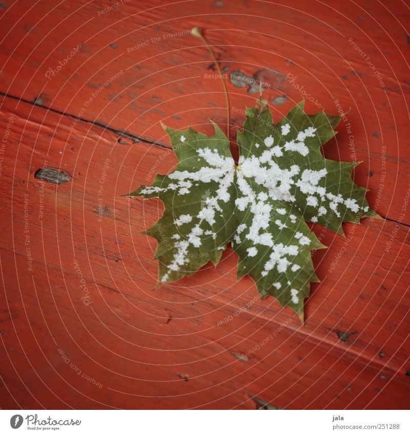 CHAMANSÜLZ | blatt Herbst Blatt ästhetisch grün rot Ahornblatt Farbfoto Außenaufnahme Menschenleer Textfreiraum links Textfreiraum unten Hintergrund neutral Tag