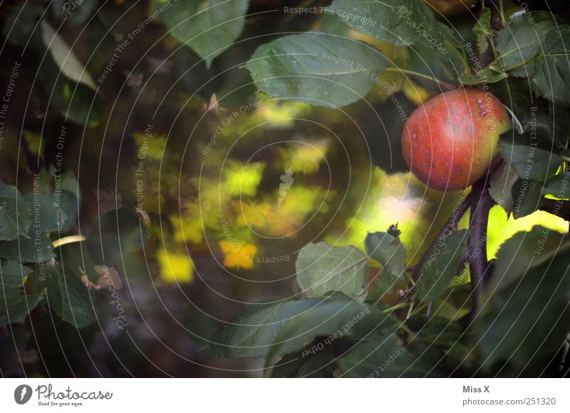 Butterfly Bokeh II Lebensmittel Frucht Apfel Ernährung Natur Baum Blatt Schmetterling Schwarm außergewöhnlich lecker süß rot Unschärfe Apfelbaum Ast