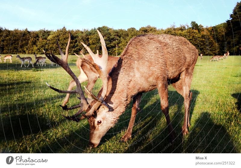 Sunset-Hirsch Gras Wiese Tier Wildtier Tiergruppe Herde groß Hirsche Horn Fressen Farbfoto Außenaufnahme Morgendämmerung Abend Dämmerung Sonnenlicht Tierporträt