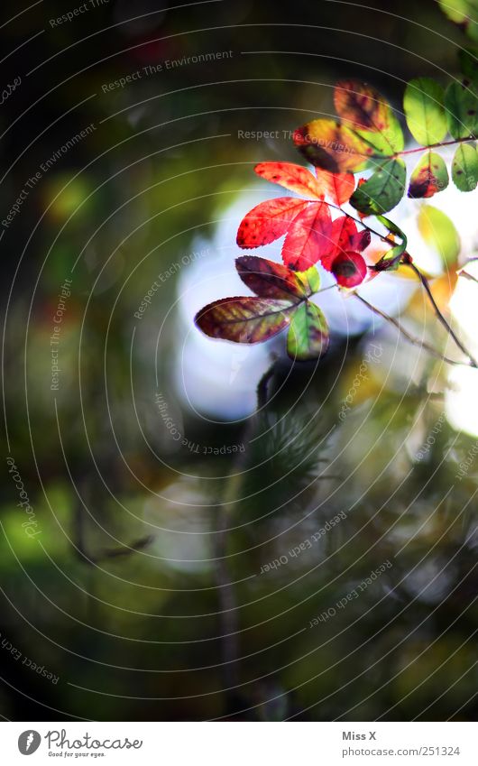 Herbstrot Natur Pflanze Baum Sträucher Blatt leuchten filigran Transparente Ast Zweig Zweige u. Äste Hundsrose Herbstlaub herbstlich Farbfoto mehrfarbig