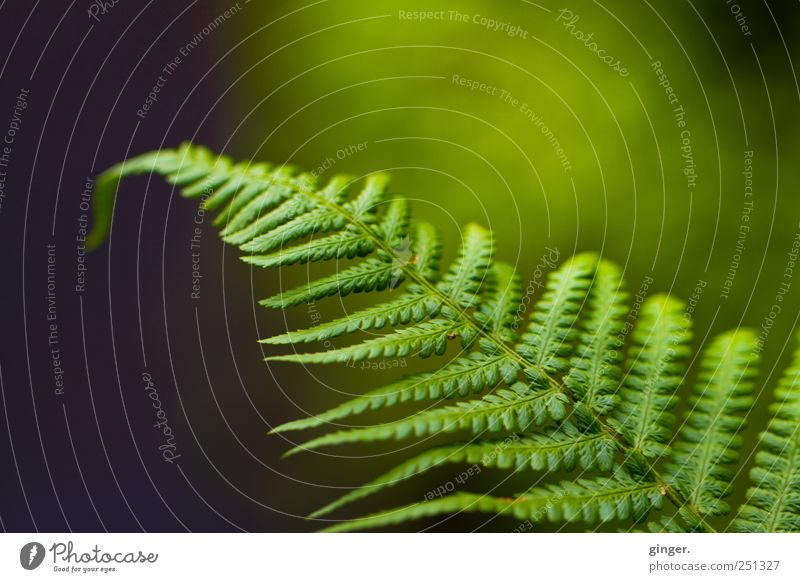 Fern, doch Farn Umwelt Natur Pflanze Blatt Grünpflanze Wildpflanze Wiese authentisch grün aufgefächert hängen wedeln Farbfoto Gedeckte Farben Außenaufnahme