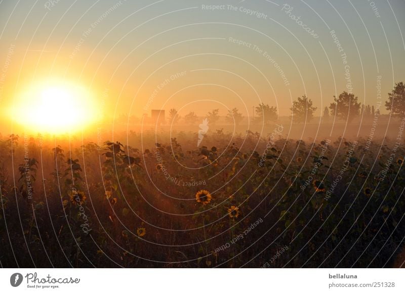 ... und es ward Licht. Umwelt Natur Landschaft Pflanze Himmel Wolkenloser Himmel Horizont Sonne Sonnenaufgang Sonnenuntergang Sonnenlicht Herbst Schönes Wetter