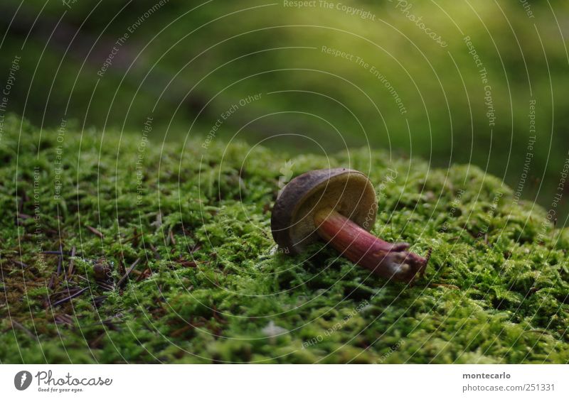 Nicht geschafft... Umwelt Natur Sonnenlicht Schönes Wetter Moos Farn Originalität schön Pilz Farbfoto mehrfarbig Außenaufnahme Nahaufnahme Detailaufnahme