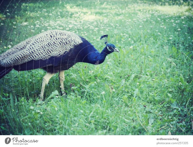 Günther Natur Pflanze Blume Gras Tier Haustier Vogel Flügel Pfau 1 Bewegung laufen ästhetisch natürlich nerdig Neugier schön Königlich Feder Idylle Farbfoto