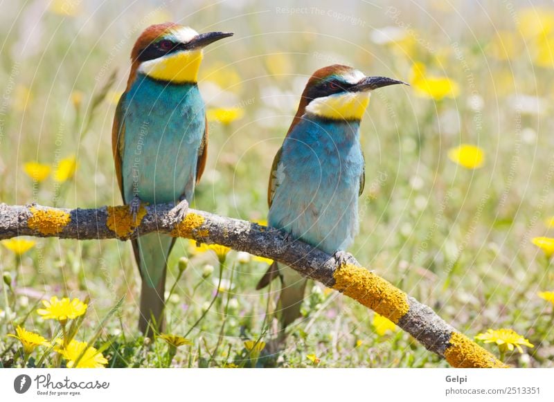 bunter Vogel Freiheit Strand Garten Natur Tier Biene füttern wild blau grün rot Farbe Schnabel Bienenfresser Ast Zucht bringend Erdloch Pflege Klippe anhänglich