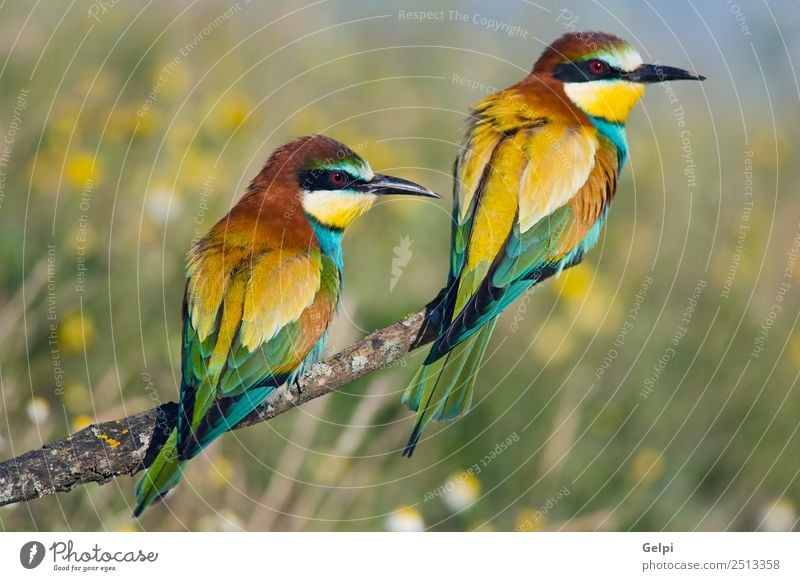 bunter Vogel Freiheit Strand Garten Natur Tier Biene füttern wild blau grün rot Farbe Schnabel Bienenfresser Ast Zucht bringend Erdloch Pflege Klippe anhänglich